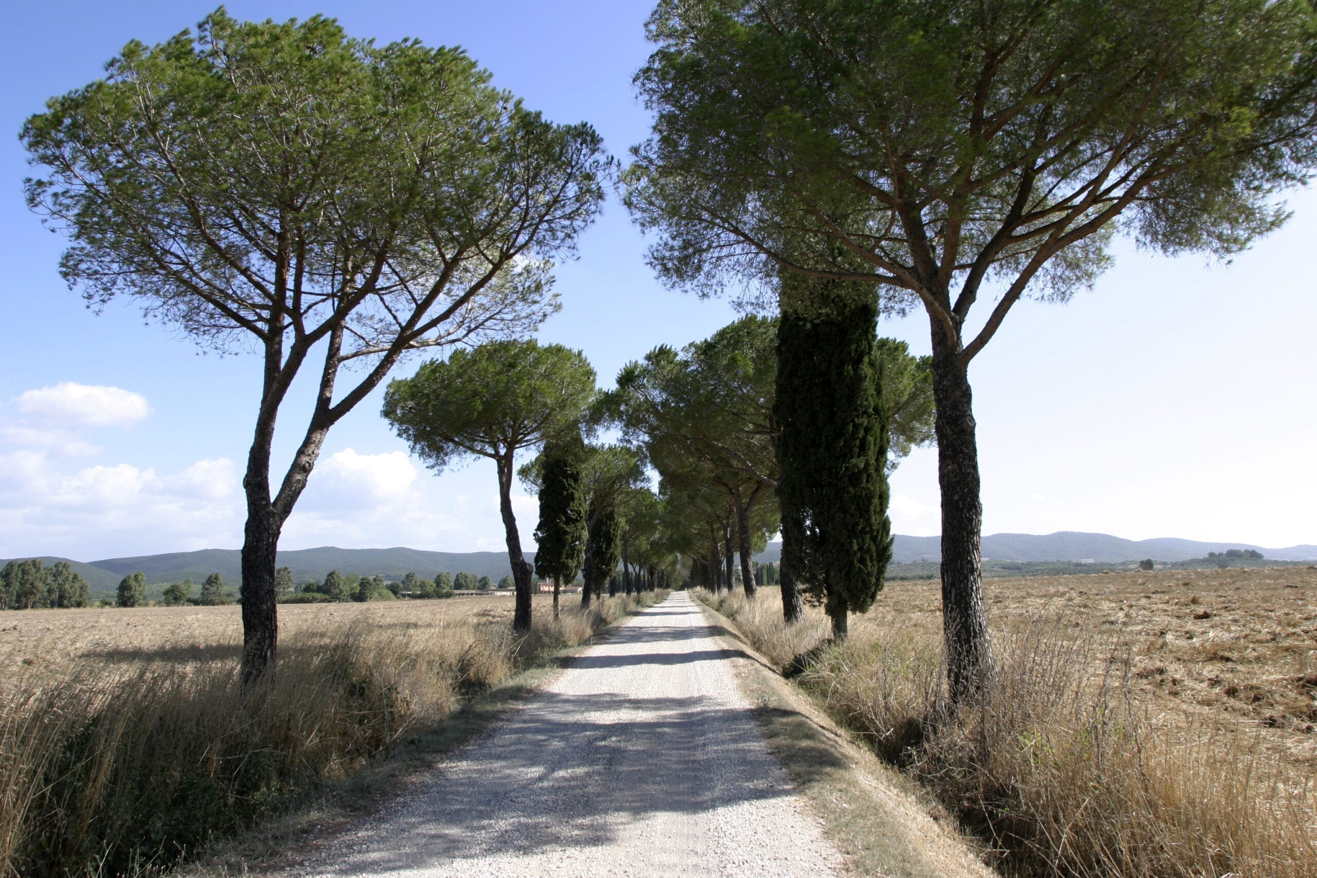 forest-italy-scaled