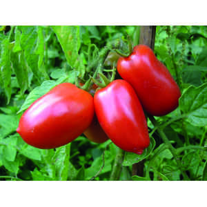 Hela Tomater & Tomatsås